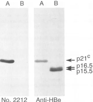 FIG. 2.evaluatedbody.anti-HBe Failure of p16.5 and p15.5 to bind with no. 2212 anti- p21C (A) and p16.5 and p15.5 (B) were run on SDS-PAGE and for reactivity with no
