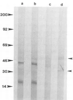 FIG. 6.munePurifiedcontainprotein),preparationmarkers Western blot with 1 mg of protein from cell membrane of L cells (lanes a and b) and SCP cells (lanes c and d)