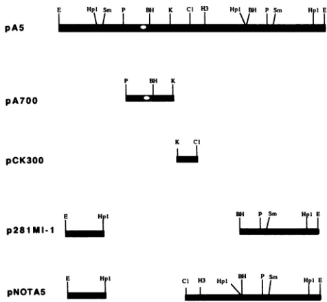 FIG.1.2originssequencingserotype replication. Identification of a putative origin of MDV serotype 2 replication by DNA sequence analysis of the MDV replicon
