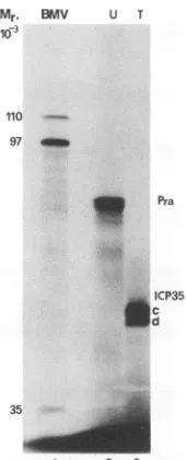 FIG. 2.peptidesandtoamidetemplatesindicatedUL26UL26.5 the Autoradiographic image of [35S]methionine-labeled poly- translated in a nuclease-treated rabbit reticulocyte lysate electrophoretically separated in a 9.5% denaturing polyacryl- gel