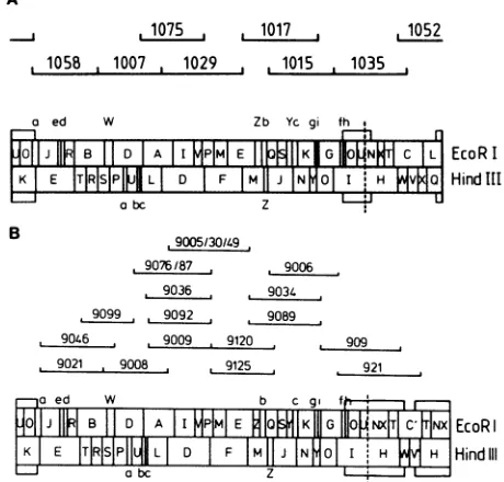 FIG.bcHfragmentsgenomeandoverlappingpCM1007,HCMVclonespAK9036,pAK9034,1. (A) EcoRI and HindlIl restriction maps of the genome of AD169 and schematic positions of overlapping genomiccontainedinrecombinant cosmidclones pCM1058, pCM1075, pCM1029, pCM1017, pCM1015, pCM1035, pCM1052.(B) EcoRI and HindIIIrestrictionmaps of the of cytomegalovirus mutant ts9 and schematic positions of genomic fragments contained in recombinant cosmid pAK9021, pAK9046, pAK9099, pAK9008,pAK9076/87, pAK9092, pAK9009, pAK9005/30/49, pAK9120, pAK9125, pAK9089, pAK9006, pAK909, and pAK921.