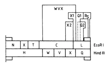 FIG. 2.X2,segment, EcoRI and HindlIl restriction maps of the AD169 short showing relative sizes and positions of DNA probes WVX, Xl, Ql, Q2, and R