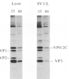 FIG. 2.expressed(see Effect of time of shift to 40°C on one-step growth titers, relative to one-step titers reached after incubation at 35°C Materials and Methods).