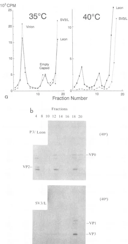 FIG.4.sizedthroughcollected.aliquots Sucrose gradient analysis of capsidstructures synthe- at 35 and 40°C