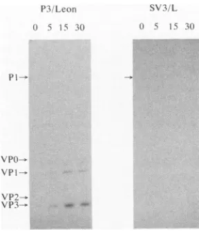 FIG. SDS-PAGE. Autoradiograms were exposeddays (a) (lanes fractions, and and 5 resuspended days (b) tracks pellets except for (3 days (lanes lysate [a] P) (lanes and were L) 1 day labeledfromlysates L), gradient analyzed by ,llS to 5