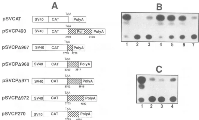 FIG. 2.generated4,fragmenttransfectionpSVCP270,indicate pSVCPA967, Deletion mapping of the pol CRS element