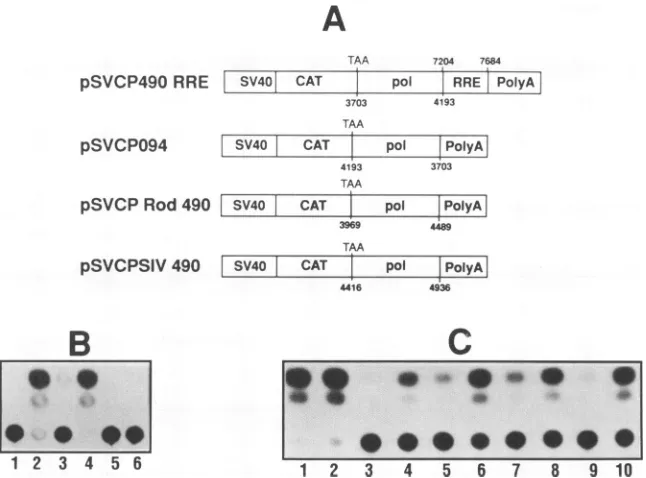 FIG. 3.polofthecorrespondsindicated(numberingchloramphenicolpSVCP490withoutpSVCPRod490pSVCAT its Effect of Rev expression and sequence polarity on the inhibition mediated by the pol 490-bp sequence of HIV-1 and examination homologs in HIV-2 and SIV