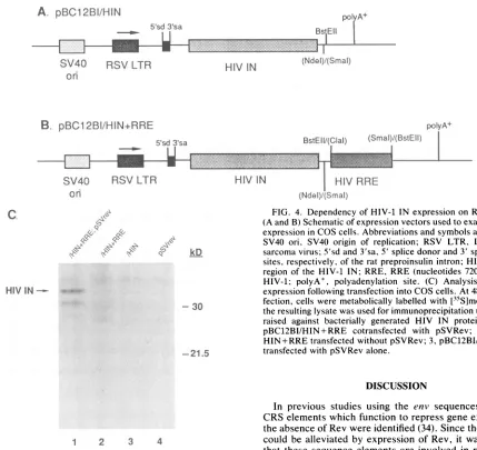 FIG. 4.expression(A andexpressionfection,SV40sarcomasites,regiontransfectedtheHIV-1;pBC12BI/HIN+RREraisedHIN+RRE Dependency of HIV-1 IN expression on RRE and Rev