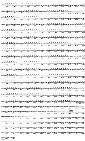 FIG. 2.astherestrictionwithPCR shown Sequence of 5,900 bp across the putative IE region, reading from right to left (approximately, nucleotide positions 9400 to 3500) in Fig