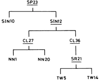 TABLE 1. Summary of lengths of Smal fragments of SP23derivatives shown in Fig. 3