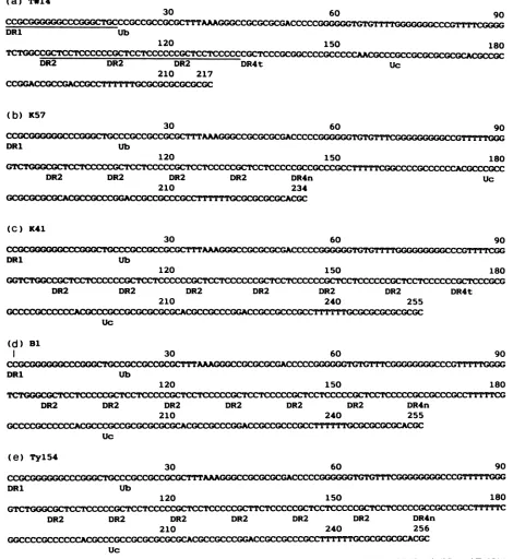 FIG. 4.isNucleotide indicated. Nucleotide sequences of HSV-1 strains TW14 (a derivative of SP23) (a) (28), K57 (b), K41 (c) (30), B1 (d) (25), and Ty154 (e) (30)