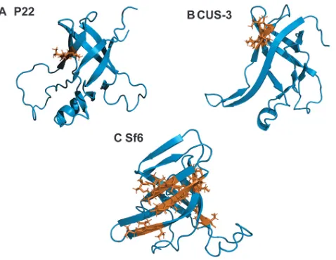 FIG 8 (A to C) TUT (threonine-hydrophobic-threonine) sequence motifs in the I-domains of P22, CUS-3,and Sf6