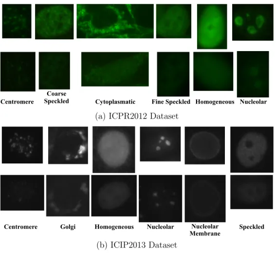 Figure 2.4: The Cell Level images of six classes for the ICPR2012 dataset in (a) and the ICIP2013 dataset in (b): First rows are the positive and second rows are the intermediate intensity level images.