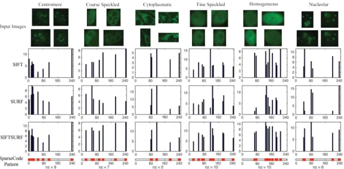 Figure 2.5: Representation coefficients generated by proposed regularization for SIFT, SURF and SIFTSURF features