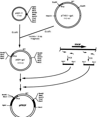 FIG. 5.EcoRIschematically. Construction of plasmids to produce targeted deletions in the vaccinia virus genome