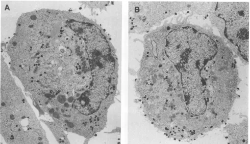 FIG.<--sthatafter 8. Electron microscopy of cells infected with wild-type and mutant vaccinia virus