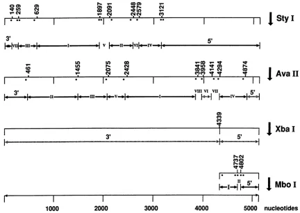 FIG.1.been Restriction sites on the MVMp genome. The positions of the 3' end labels are illustrated by points