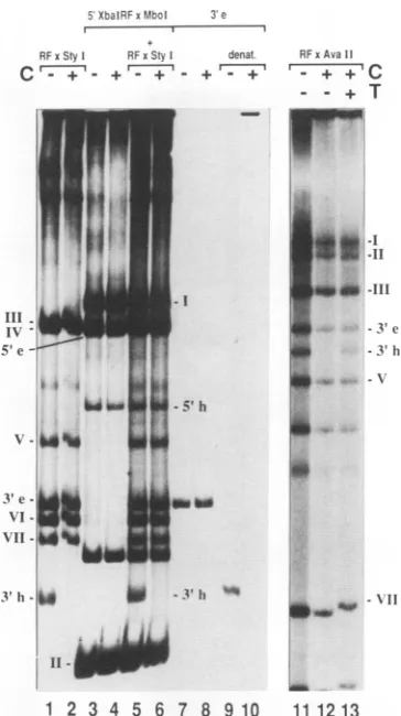 FIG. 2.gel-purifiedexcessandRestrictionseparatedandwassample,ug Gel mobility shift analysis of MVM RF DNA fragments
