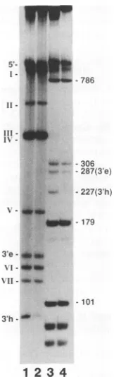 FIG. 6.AccI.digestionpolyacrylamide2MVMsamples and Gel mobility shift analysis of restriction fragments of and CPV RF DNAs
