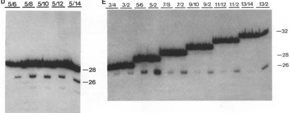 FIG. 3.TheCA-3'integrationindicatedintheareradiolabeled.substratesSubstrate Fig. Cleavage and integration of mutant HIV-1 U5 oligonucleotides that contain deletions or extensions at the 3' side of the conserved dinucleotide