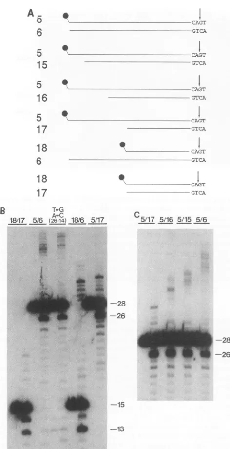 FIG. 4.panelT<->G,A-QC(26-14)otideDNA.integrationrepresentlane)nucleotidebyDNA5/6andsubstratesstrand an Specific cutting and integration of 15-bp oligonucleotides of oligonucleotides that contain stretches of single-stranded of different lengths