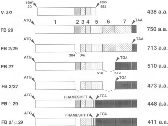 FIG.1.thebeginslabelednumbers(34); Structure of v-ski and c-ski cDNAs. FB29, FB2/29, and FB27 cDNAs have been cloned from a chick embryo body wall library the other cDNAs are in vitro constructs