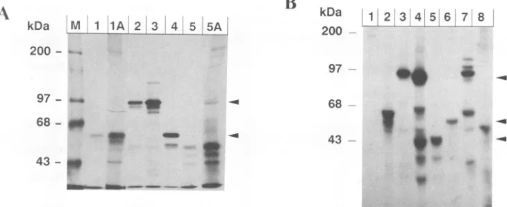 FIG. 2.bytheQECs,2RCASBP-29(lanevirusesindicatenitrocellulose,[35S]methionine.Lysates x Analysis of the proteins encoded by c-ski and the c-ski viruses
