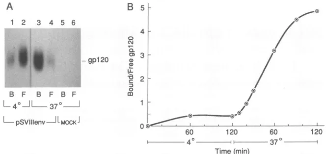 FIG. 1.atlymphocytes.ofsupernatants either wild-type Effects of temperature on relative CD4 binding