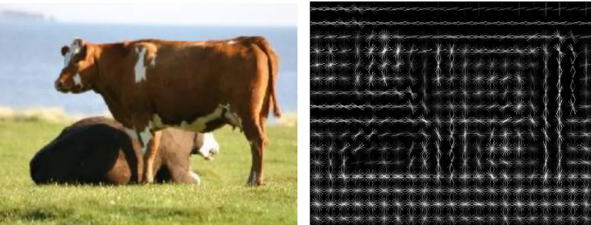 Figure 2.2: The figure shows the histogram descriptor of a image from PASCAL dataset [27].