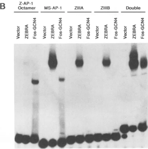 FIG. 2.(Z-WT)(Z-M187-89)(A)(44)aingelmutantscDNAchangedGelproteinsstructsnucleotideMethods189) wheat this Effects of point mutations in the basic domain of ZEBRA