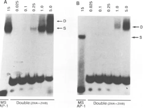 FIG. 4.oligonucleotide. Binding of ZEBRA (A) and Fos-GCN4 (B) ZEBRA and Fos-GCN4 proteins we]