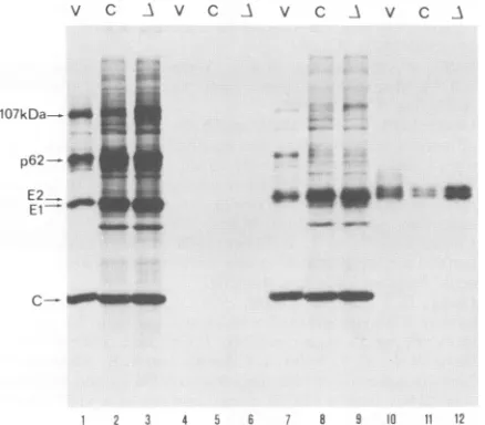 FIG. 4.SFV Electron micrographs of negatively stained wild-type derived from the cDNA clone (A) and 6K deletion virus (B).