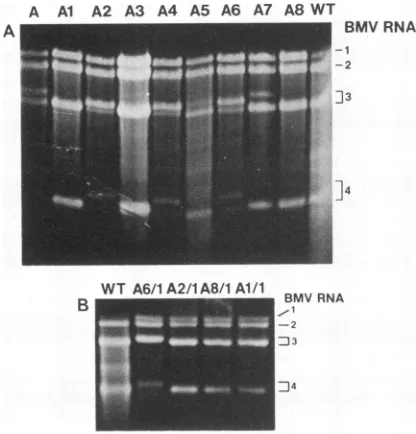 FIG.1.formed(deletioningM4 Schematic representation of the tRNA-like conformation at the 3'-terminal noncoding region in BMV RNA3 accord- to Rietveld et al