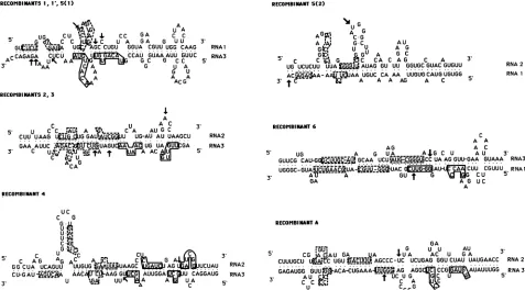 FIG. 4.ofprogramboth(-20.2)arrow.duplexes)oppositerecombinantrecombinantboxes.SD, the Complementary sequences between pairs of positive strands of BMV RNA components (indicated on the right), as hybridized in orientations near recombination sites (shown by