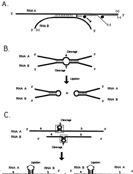 Fig.4).