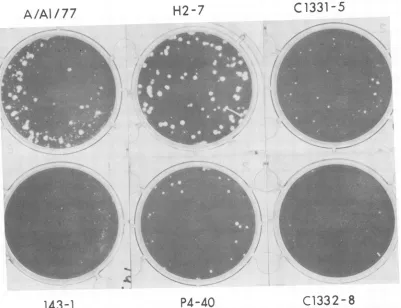 TABLE the 143-1 virusand of viruses isolated after in vivo and nonpermissive. and in temperatures vitro replication of of the A/Alaska/77 and 143-1 viruses 1