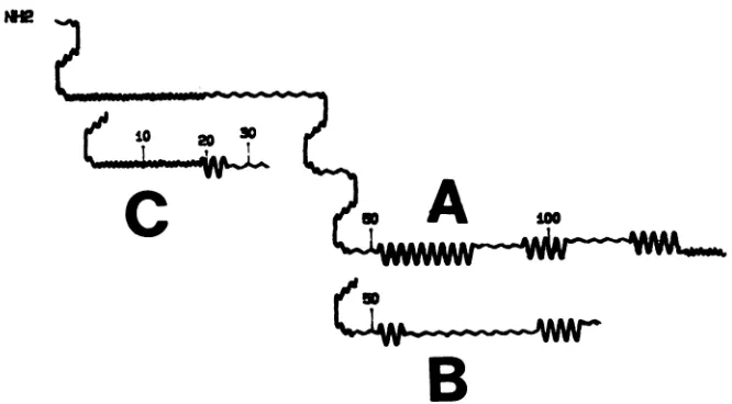 FIG. 3.otherwiseproteinstructuresheets Chou-Fasman peptide structure predictions of the amino-terminal 150 amino acids of the NS1 protein