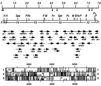 FIG.1.throughboundariesenzymes:lines)verifiedwereshown Sequencing strategy and ORFs of HPV-51