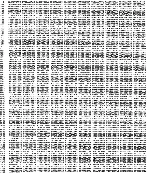 FIG.2. Complete 7,808-bp sequence of the HPV-51 genome. The position of nucleotide 1 was determined by alignment with HPV-16DNA.