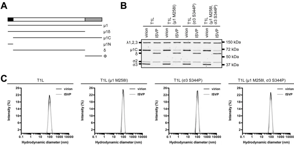 FIG 2 Protein compositions and size distribution proﬁles of T1L variants. (A) Schematic ofreplicates; results from 1 representative experiment are shown)
