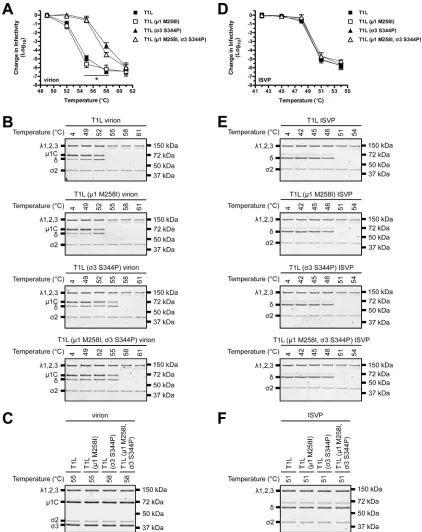 FIG 3 Thermostability of T1L variants. (A and D) Thermal inactivation. T1L, T1L (replicates; results from 1 representative experiment are shown)