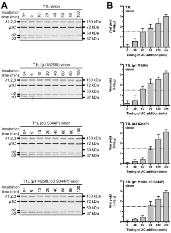 FIG 4 Degradation of �3 by exogenous or intracellular protease. (A) Exogenous protease