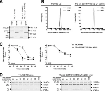 FIG 5 Thermostability of a T1L/T3D M2 variant. (A) Protein compositions. T1L/T3D M2 and T1L (shown)