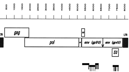FIG. 1.Th-1twoinarrow.5123GenBankhypervariablecloneproviral8229) reading Schematic representation of the EIAV provirus