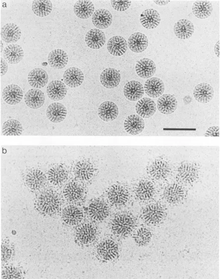 FIG. 4.unstained159 Smooth particles retain the epitope for the VP7-specific monoclonal antibody 159