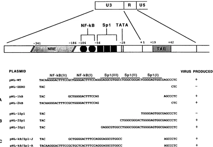 FIG.1.cocultivationinelementsNF-KB pNL-KB/Spl-R, Structure of reconstructed HIV LTRs associated with full-length proviral DNAs