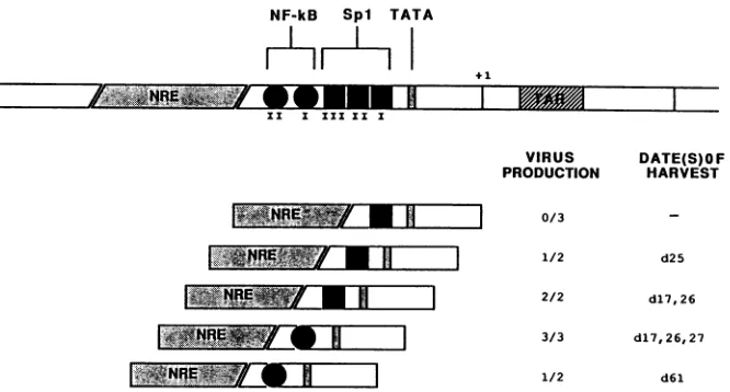 FIG. 6. ...........----..-.--areindicatesviruscocultivation. Replication of HIV-1 proviruses with reconstructed LTRs containing single NF-KB or Spl binding motifs following transfection- The structure of the HIV-1 LTR is shown diagrammatically at the top