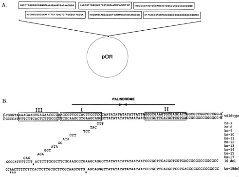 FIG.1.oligonucleotidestosyntheticmutants, 5') Construction of Oris and its mutants. (A) Wild-type Oris constructed from 6 cassettes of overlapping oligonucleotides