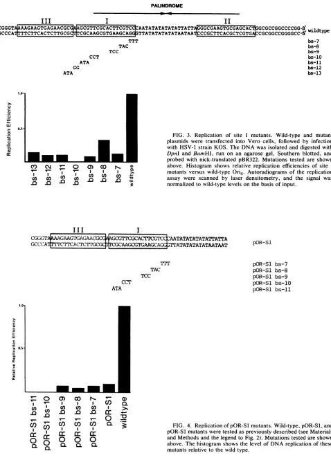 FIG. 3.DpnIabove.assaywithnormalizedprobedmutantsplasmids Replication of siteI mutants