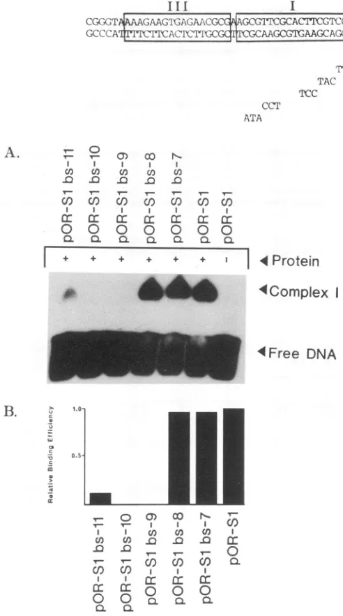 FIG. 7.incubated Gel shift analyses of pOR-Sl mutants. del 1-534 was with pOR-Sl or pOR-Sl mutant probes as described in the
